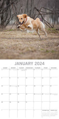 Golden Retrievers - 2024 Square Wall Calendar Pets Dog 16 Months Premium Planner