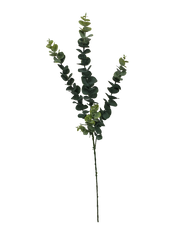 5 Pack - Long Eucalyptus Stem 77 cm