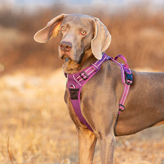 No Pull Harness Purple L