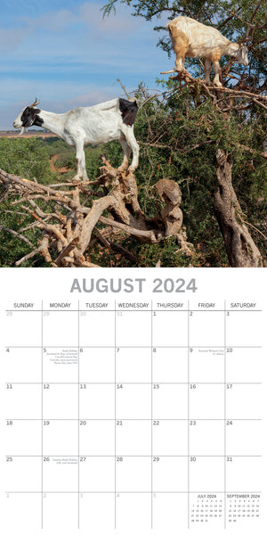 Goats in Trees - 2024 Square Wall Calendar Pets Animals 16 Month New YearPlanner