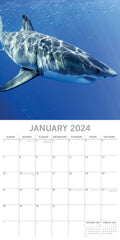 Sharks 2024 Square Wall Calendar Pets Animals 16Month New Year Christmas Planner
