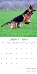 German Shepherds - 2024 Square Wall Calendar Pets Dog 16 Months Premium Planner