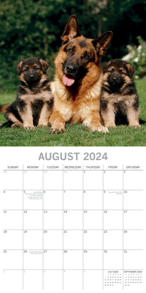 German Shepherds - 2024 Square Wall Calendar Pets Dog 16 Months Premium Planner