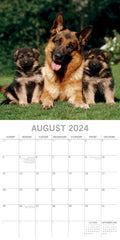 German Shepherds - 2024 Square Wall Calendar Pets Dog 16 Months Premium Planner