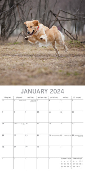 Golden Retrievers - 2024 Square Wall Calendar Pets Dog 16 Months Premium Planner
