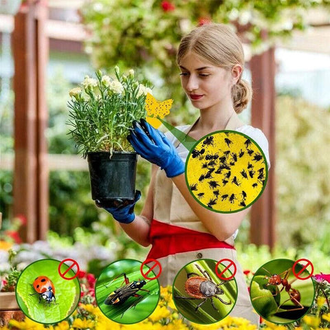 10X Dual Sided Sticky Trap Insect Killer Whitefly Thrip Fruit Fly Gnat - Sunflower 20PCS