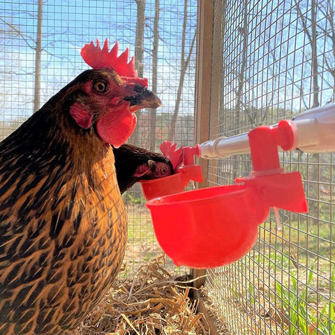 6x Automatic Chicken Water Cup Waterer Poultry Drinking Bowl Feeder Drinker Tool
