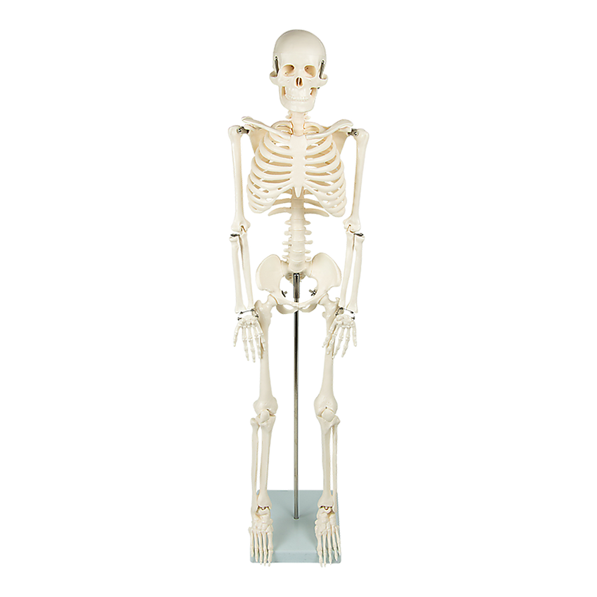Anatomical 85cm Tall Human Skeleton with Stand Model - Medical Anatomy