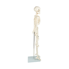 Anatomical 85cm Tall Human Skeleton with Stand Model - Medical Anatomy