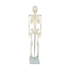 Anatomical 85cm Tall Human Skeleton with Stand Model - Medical Anatomy