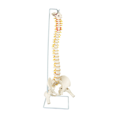Life Size Flexible Vertebral Spine Pelvis & Femur Skeleton Model Anatomy Model