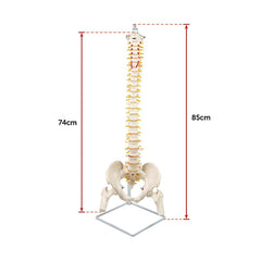 Life Size Flexible Vertebral Spine Pelvis & Femur Skeleton Model Anatomy Model