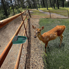 4L Water Trough Bowl with Automatic Float Valve